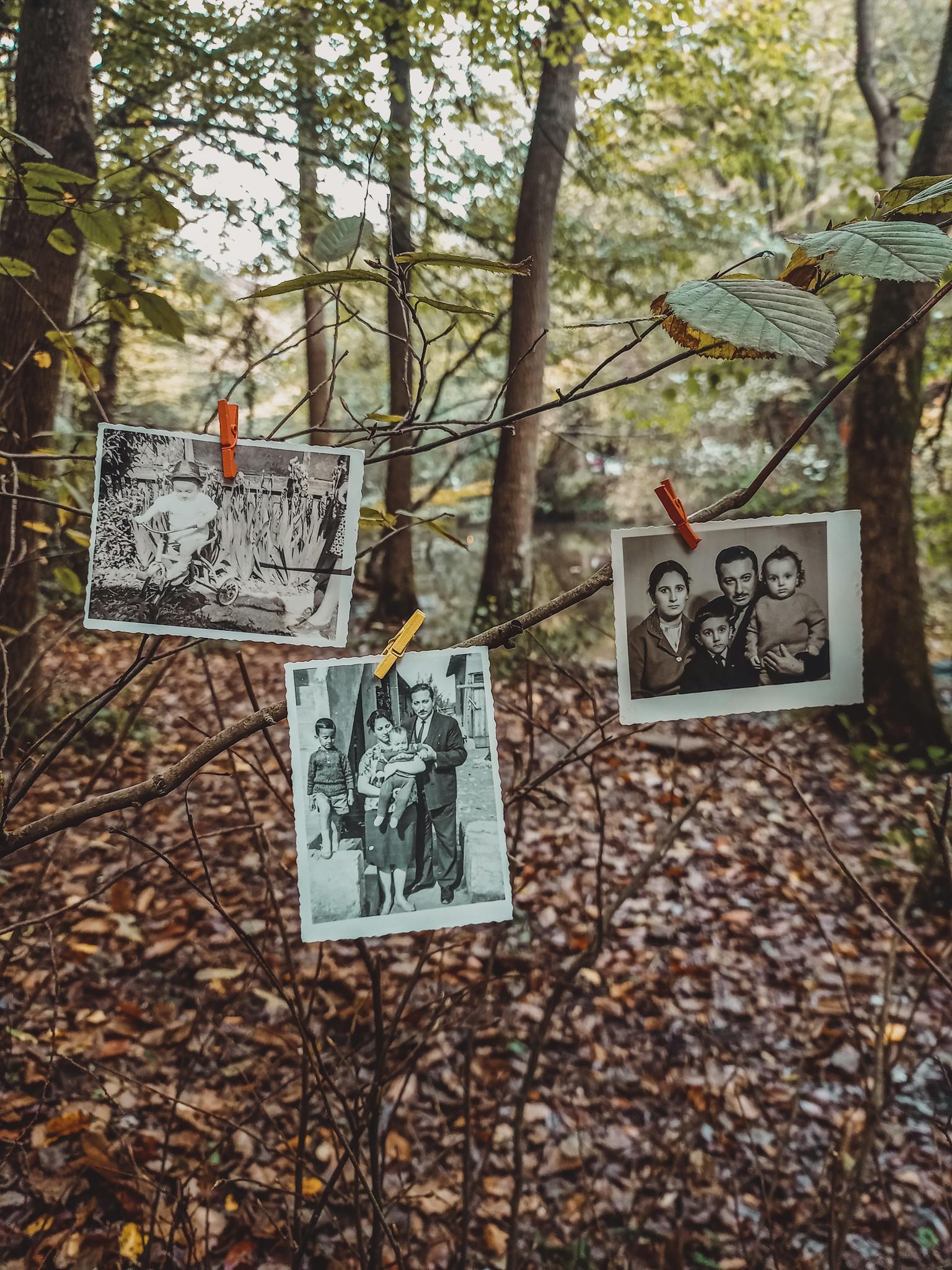 Old family photographs clipped to tree branches in a serene forest setting.